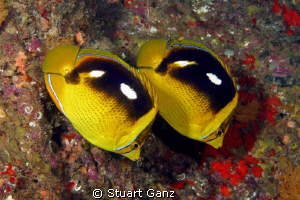 Pair of fours by Stuart Ganz 